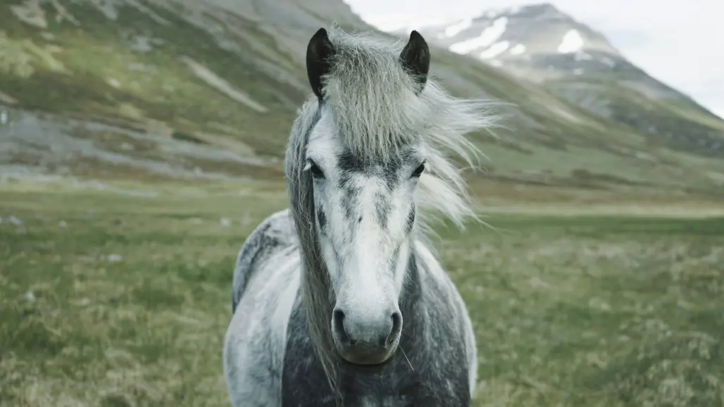 Photo of gray Icelandic horse outdoors by the mountains in Iceland.