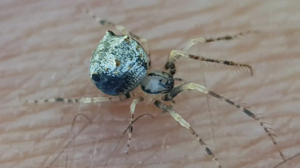 Liten spindel med grön-blåaktigt skiftande kropp på människohud. Foto