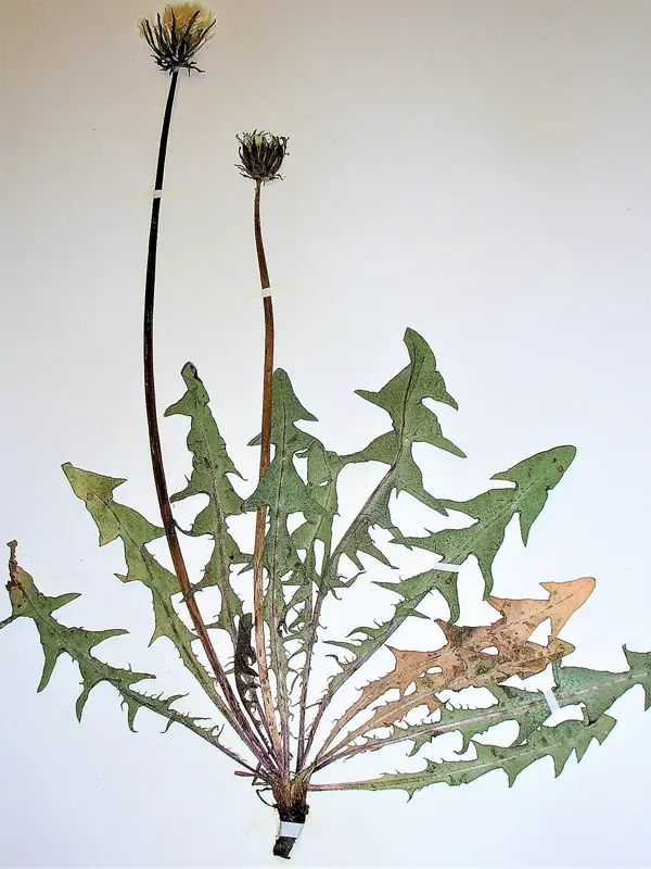 Maskros fotad på vit botten. Foto