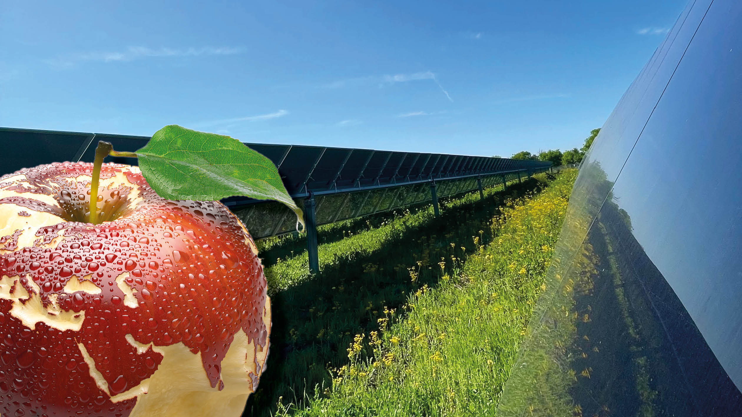 Solpaneler på gräsmark. I förgrunden symbolbilden för podden Feeding your mind, en jordglob karvad ur ett äpple. Foton.