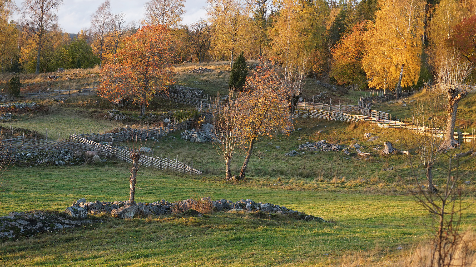 Miljöbild av kuperad jordbruksmark med gärdsgårdar. Foto