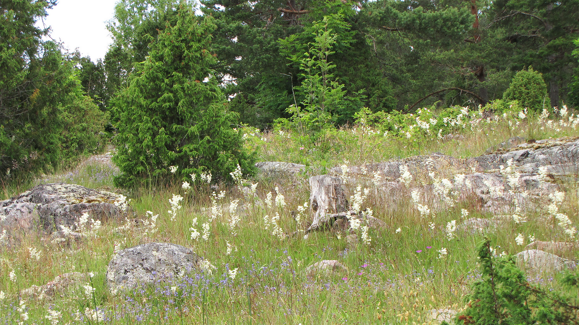 Betesbacke med gräs, stenhäll och barrträd. Foto