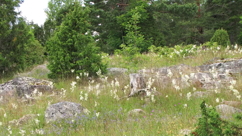 Betesbacke med gräs, stenhäll och barrträd. Foto