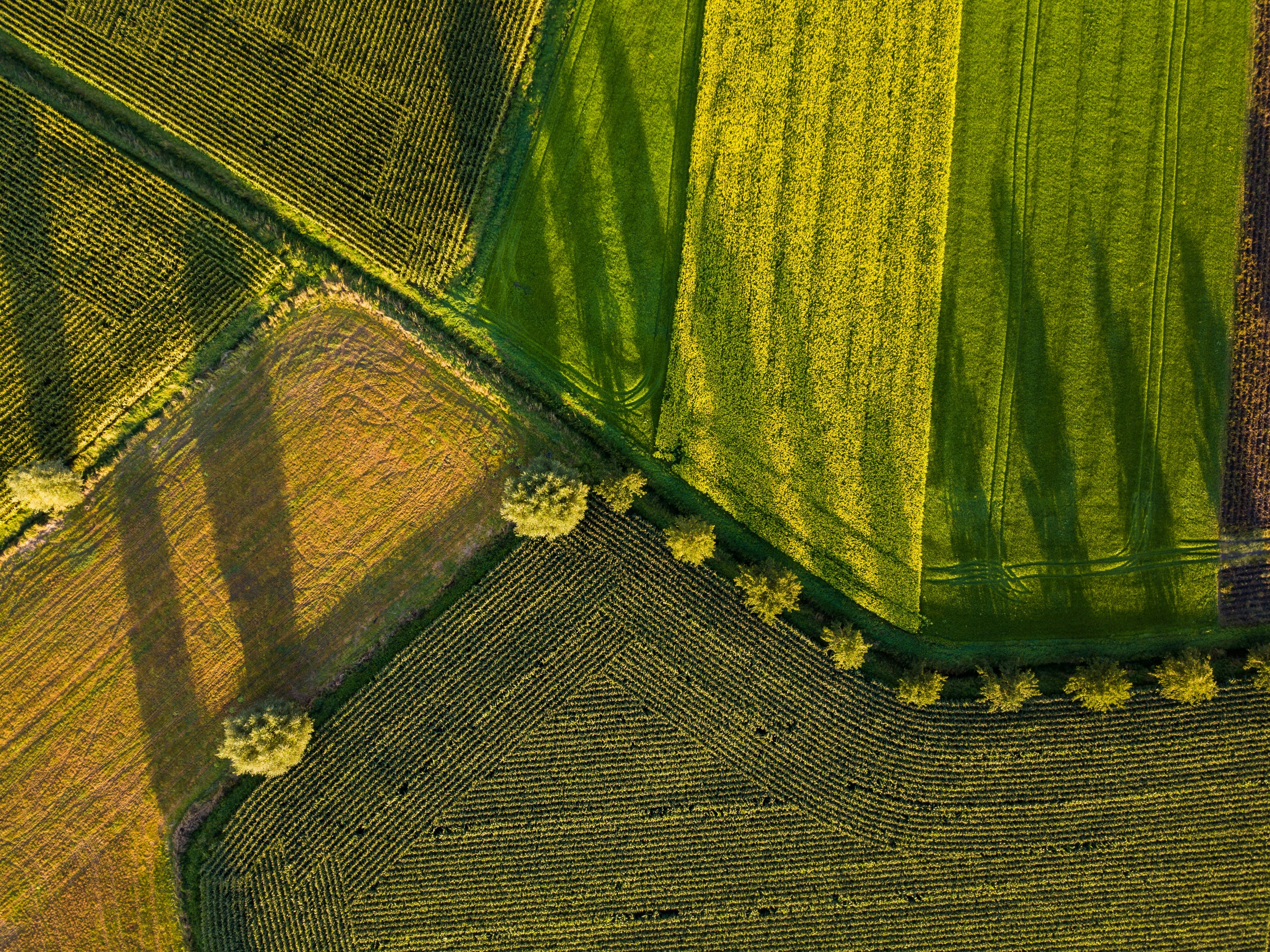 crop diversity on fields