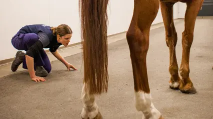 Foto av kvinna i veterinärkläder som undersöker häst sittandes på huk på klinik.