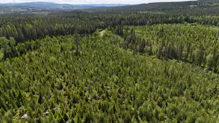 Swedish forest stand from the air