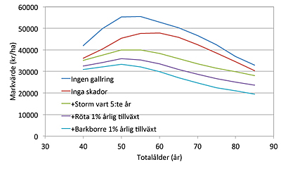 Diagram över markvärdet vid olika gallringsprogram, Johan Bergh