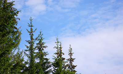 Skog och klimat, foto Mats Hannerz