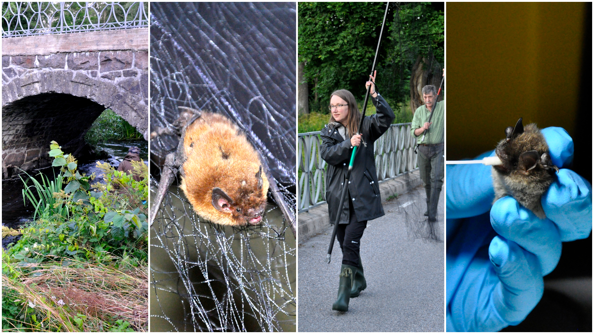 A collage of four images from a preliminary study for a project on bats. 