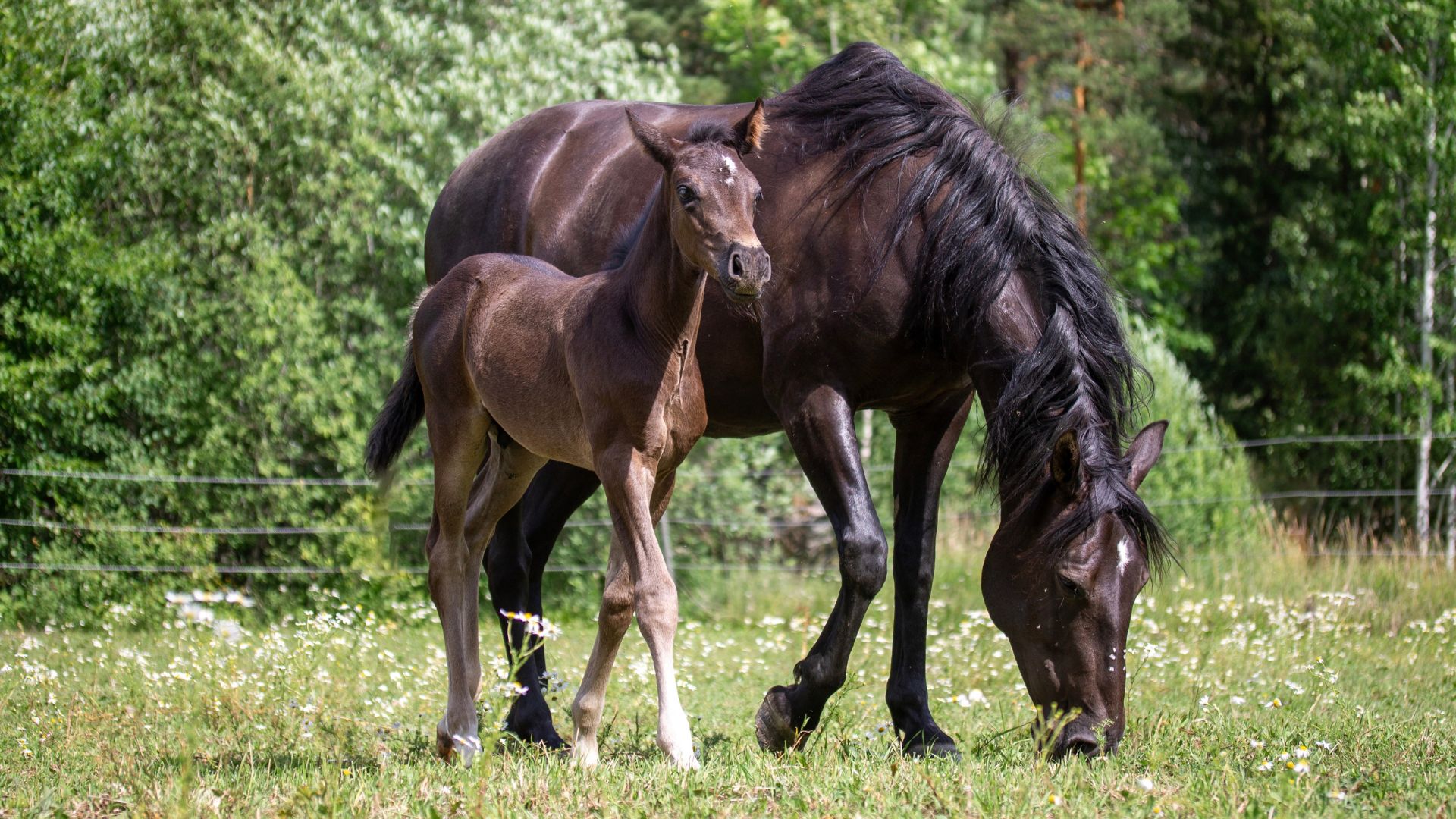 Mare and foal on 