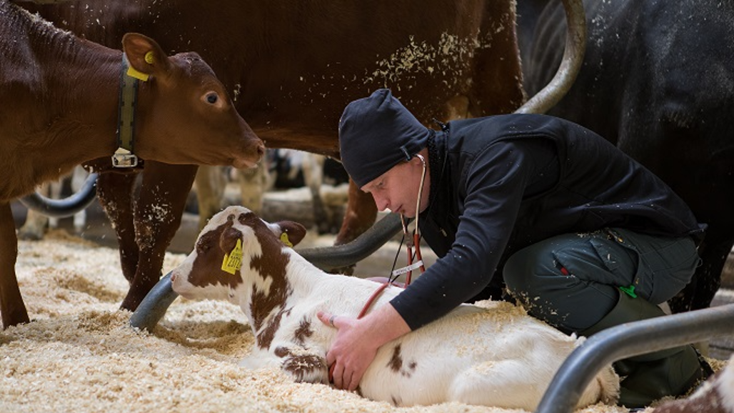Veterinär och kalvar