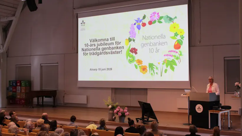 Dekan Christina Lunner Kolstrup står i talarstolen i SLU Alnarps aula. Hon hälsar alla gäster välkomna till dagen. Hon har en vit kostym och bakom henne syns en stor skärm med Nationella genbankens jubileumslogotyp.