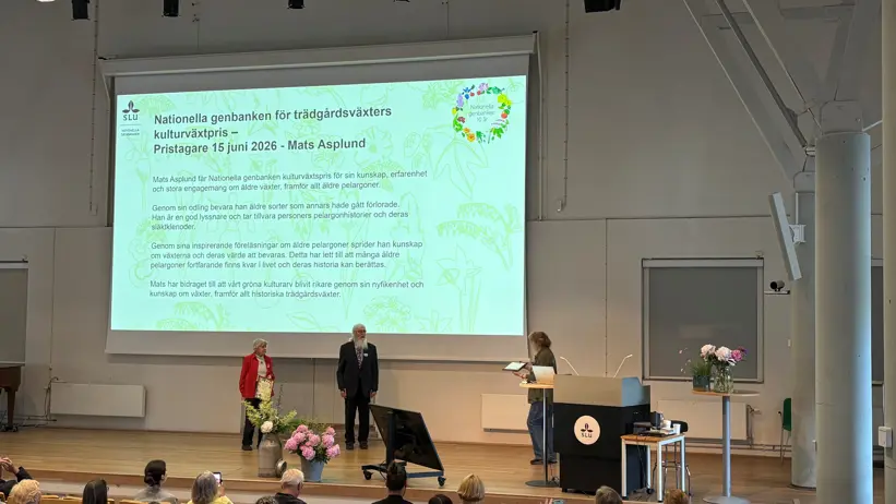 Mats Asplund står på scenen i Alnarpsgårdens aula och tar emot Kulturväxtpriset. I bakgrunden syns en stor skärm med motiveringen till priset.