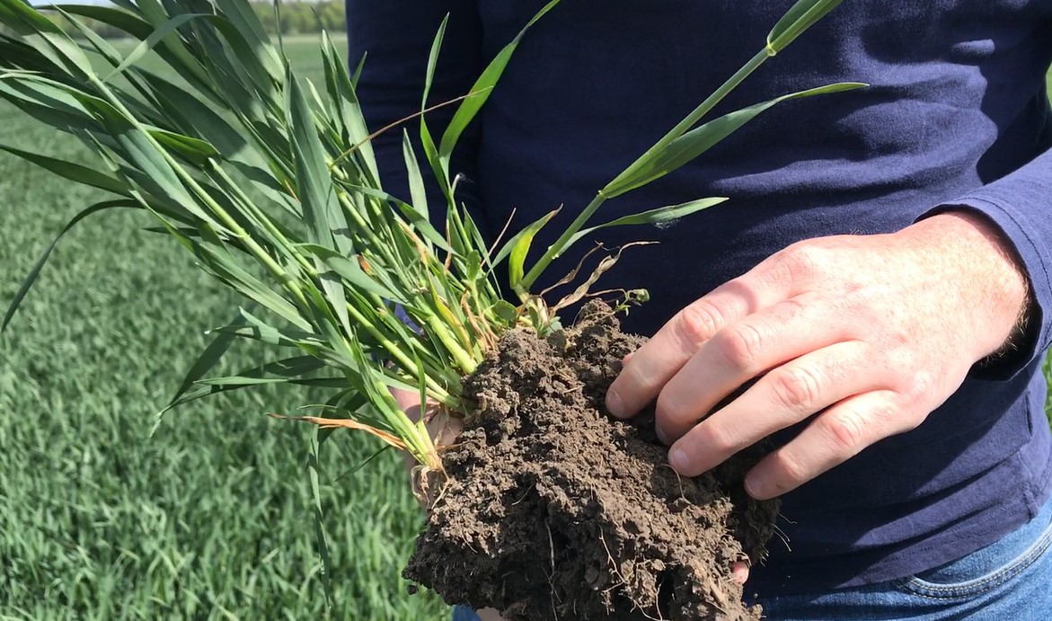 Hands holding soil and roots.