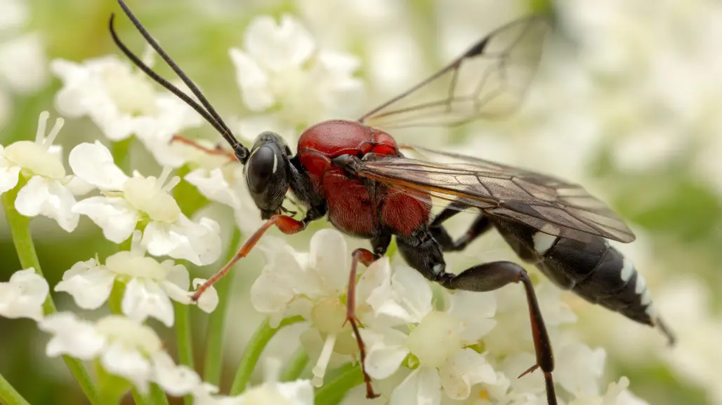Röd och svart flygande insekt vid vita blommor. Foto