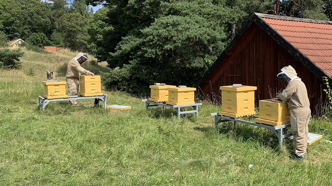 Two people in bee suits and three hives.
