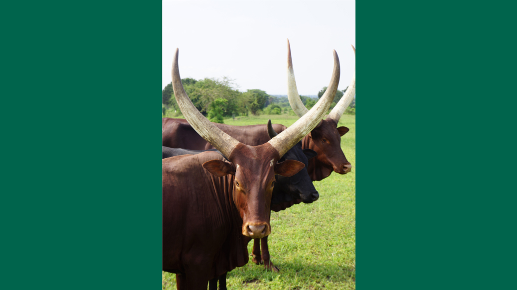 Photo of a livestock animal of the Ankole-Watusi breed.