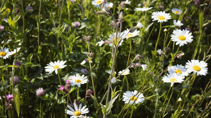 Wildflower meadow