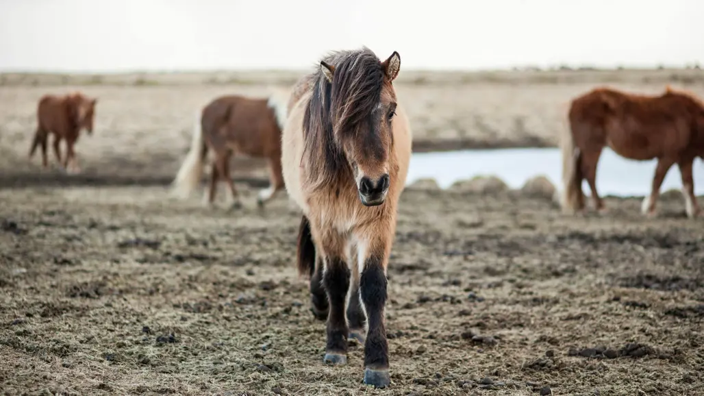 Islandshästar i ett kargt landskap. Foto.