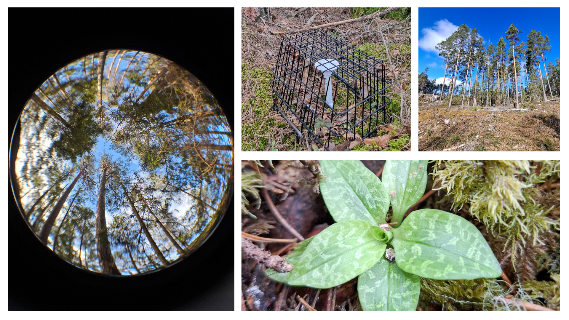 Collage of forest images: trees seen through a fisheye lens, a sparse pine forest, and a close-up of a green plant on mossy ground.