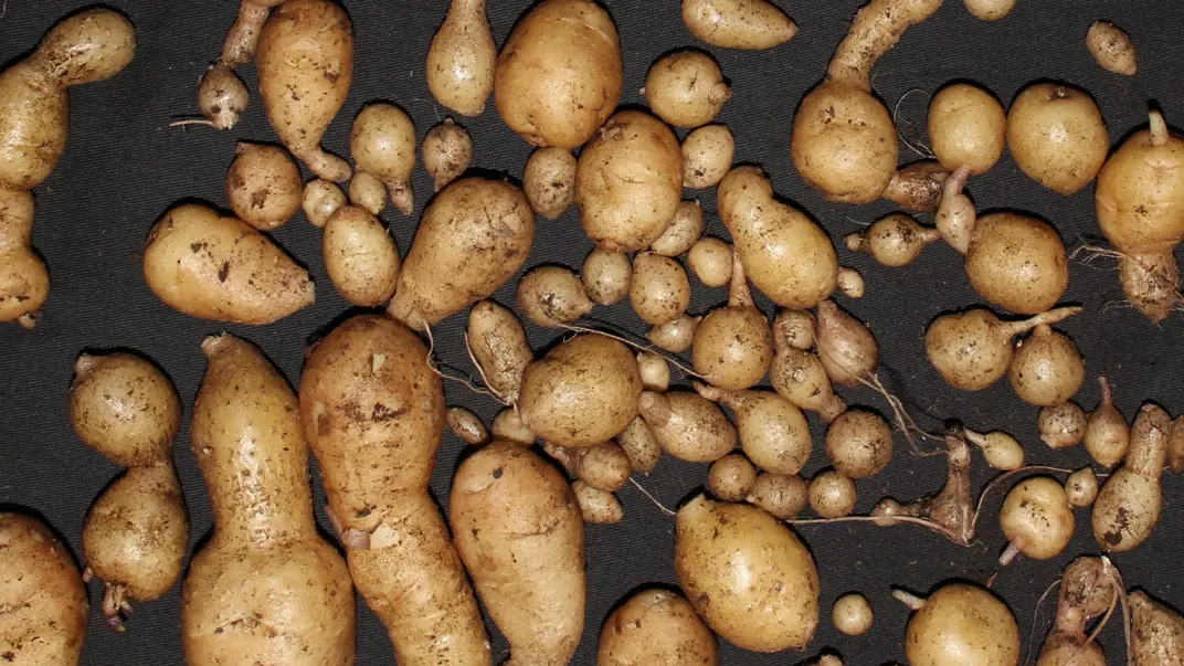 GM potatoes