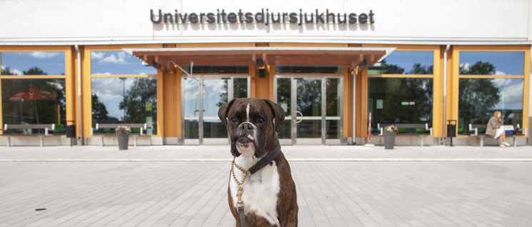 Bilden visar en hund av rasen Boxer sittandes framför SLU Universitetsdjursjukhuset i Uppsala.