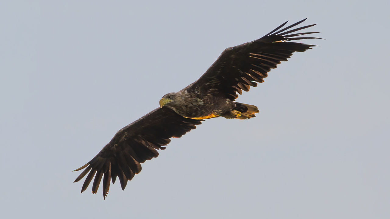 Stor fågel mot blå himmel. Foto