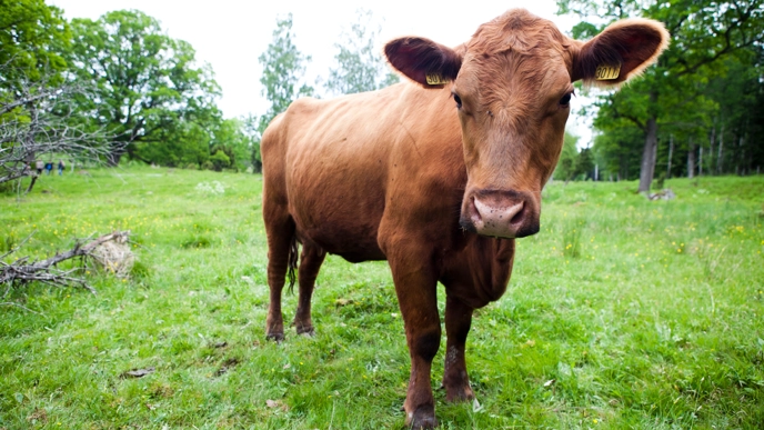 A cow in focus