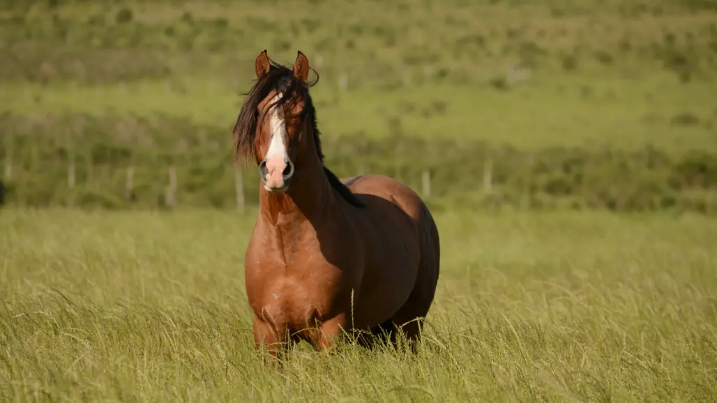Photo of horse outdoors in pasture with tall grass.
