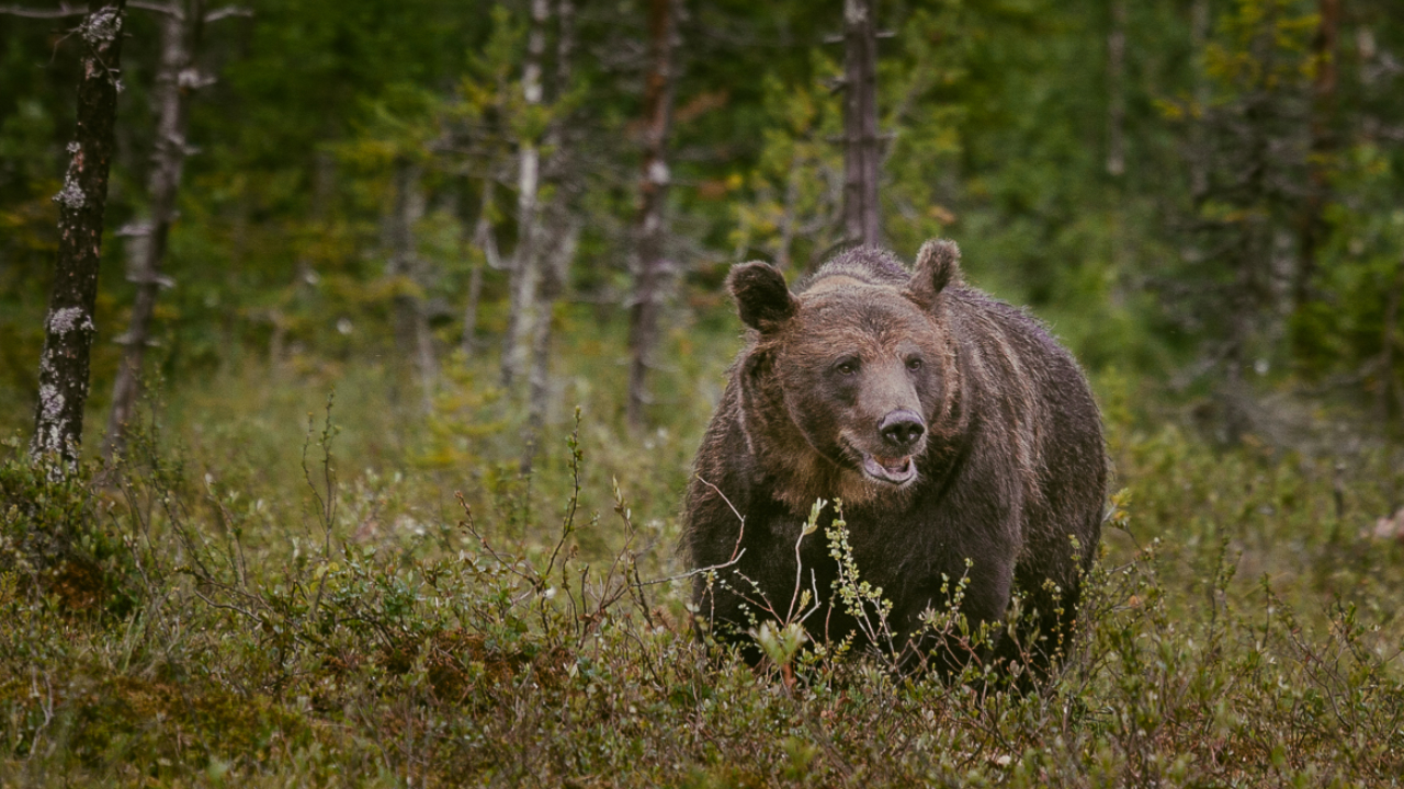 Brown bear in forest.