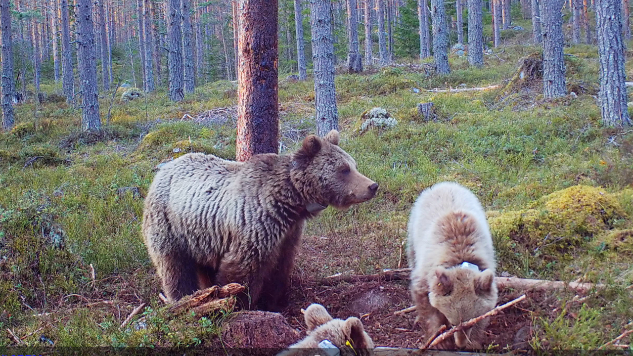 Brown bear with two cubs, one light-colored, in forest terrain in front of a wildlife camera.