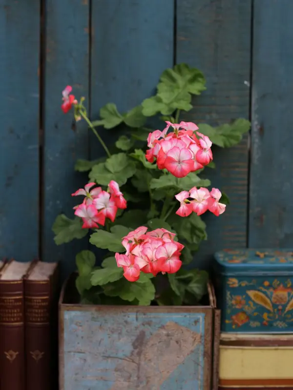 Kompositions bild med Grönt kulturarvs®-pelargonen 'Skinnartorp'. Med blommor som går i Hallonrosa till vitt står plantan i en plåtburk mellan läderbundna böcker samt fler plåtburkar.