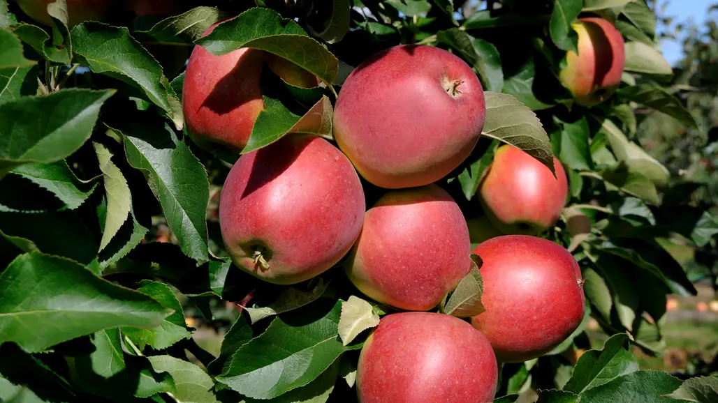 Äpplen på ett träd. Foto.