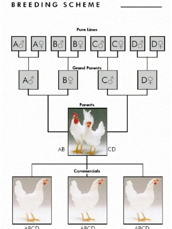 Avelsschema för värphöns med fyra generationer; pure lines, grand parents, parents och commercials.