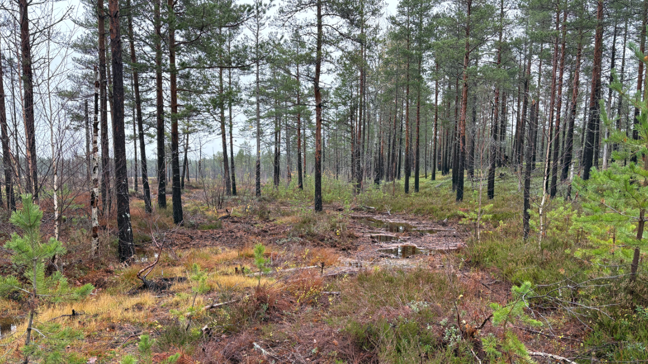 Rewetted peatland (Natura 2000) in Västerbotten, Sweden. Photo: Järvi Järveoja (SLU)