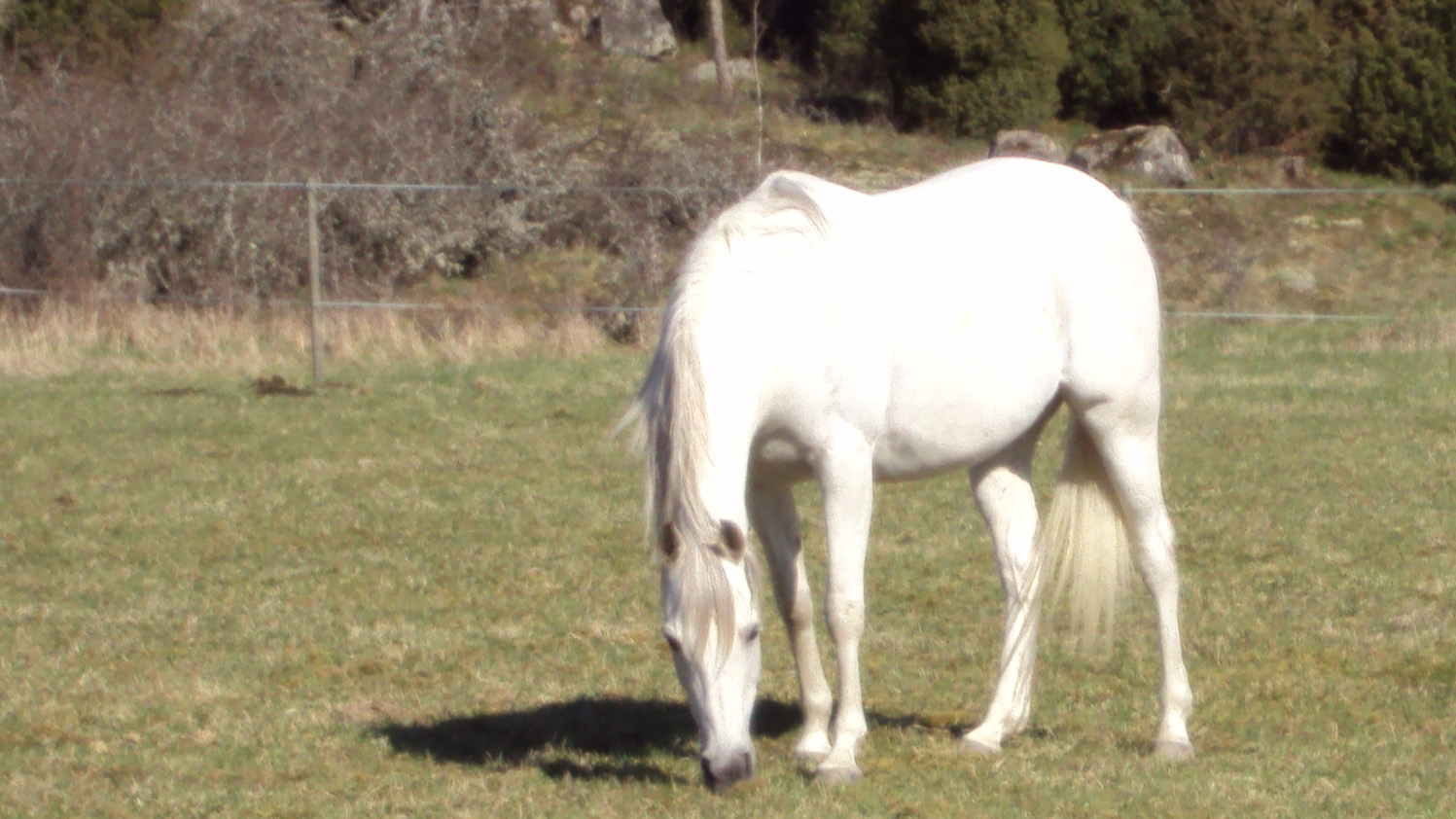 Vit häst som betar.