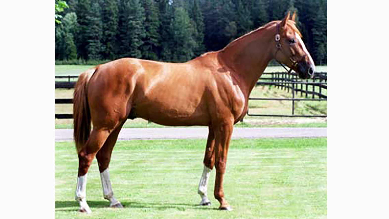 En häst, sedd från sidan, som står på gräs med en hage i bakgrunden. 