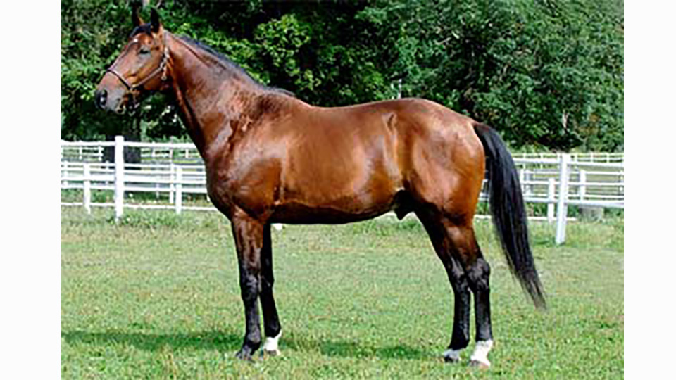 En häst sedd från sidan, ute i en hage. 