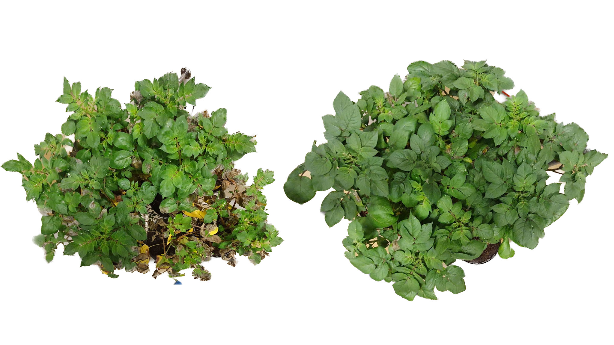 A smaller potato plant on the left and a larger one on the right. Photo.