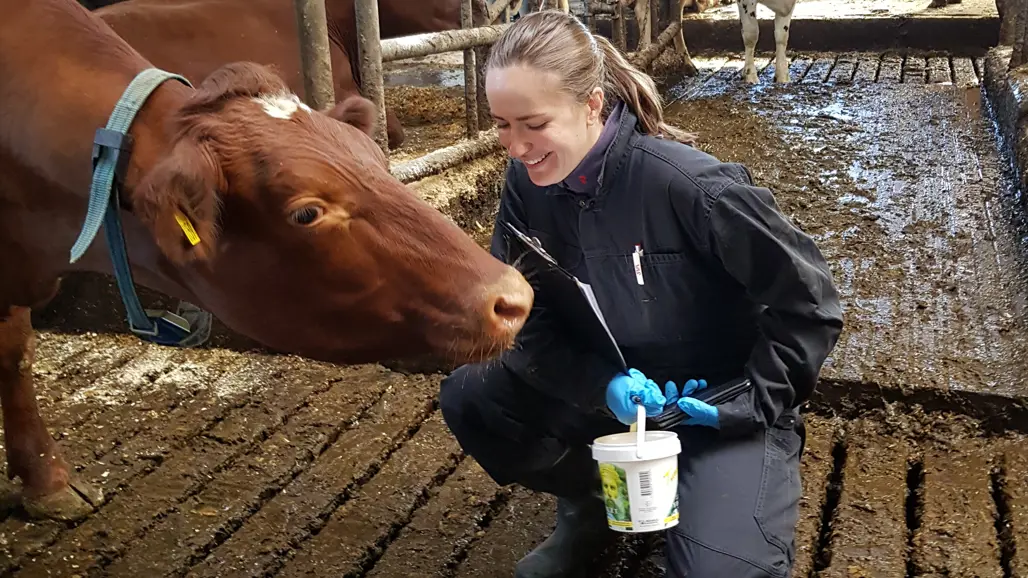 En ko och en kvinna. Foto.