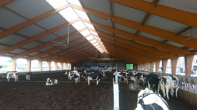 Several cows in a large building with walls that are open to nature, soil on the ground and a high ceiling with wooden beams.