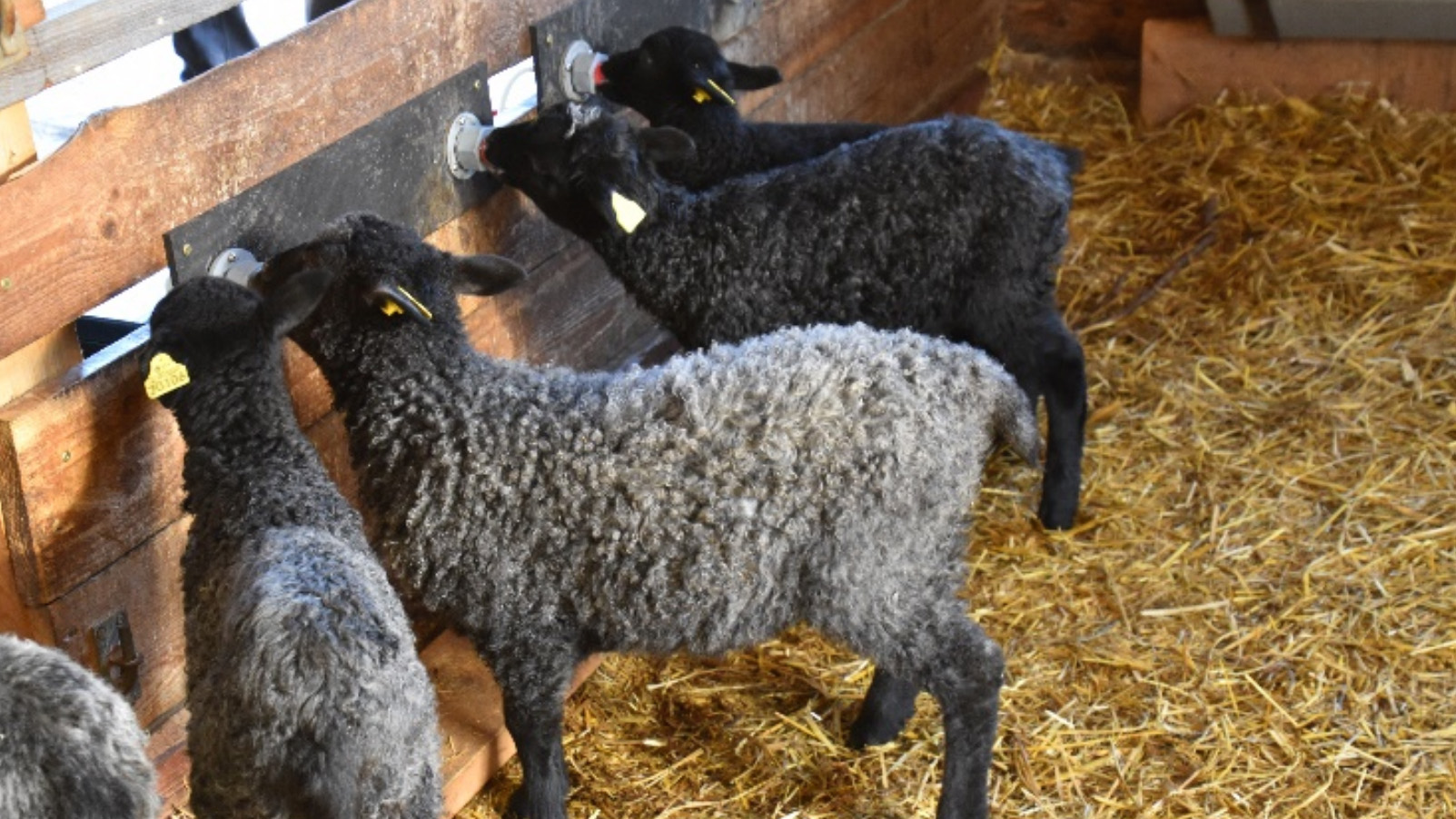Grå lamm som dricker mjölkersättning från nappar på boxväggen.