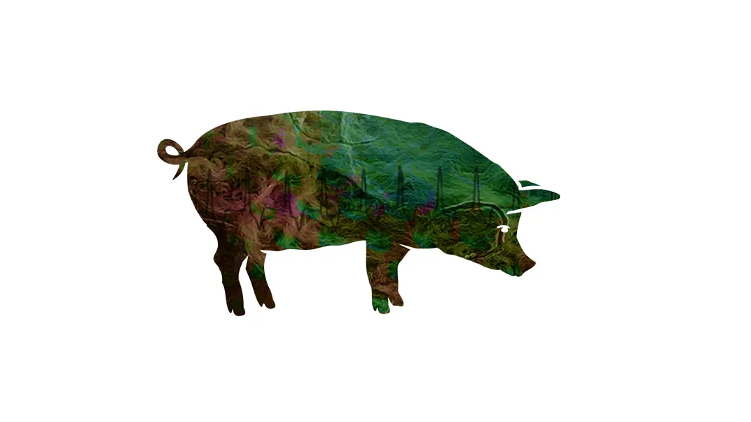illustration-of-pig