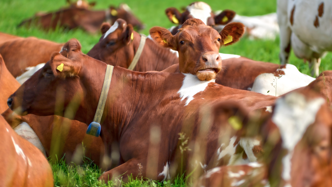 Brown cows laying down on grass.