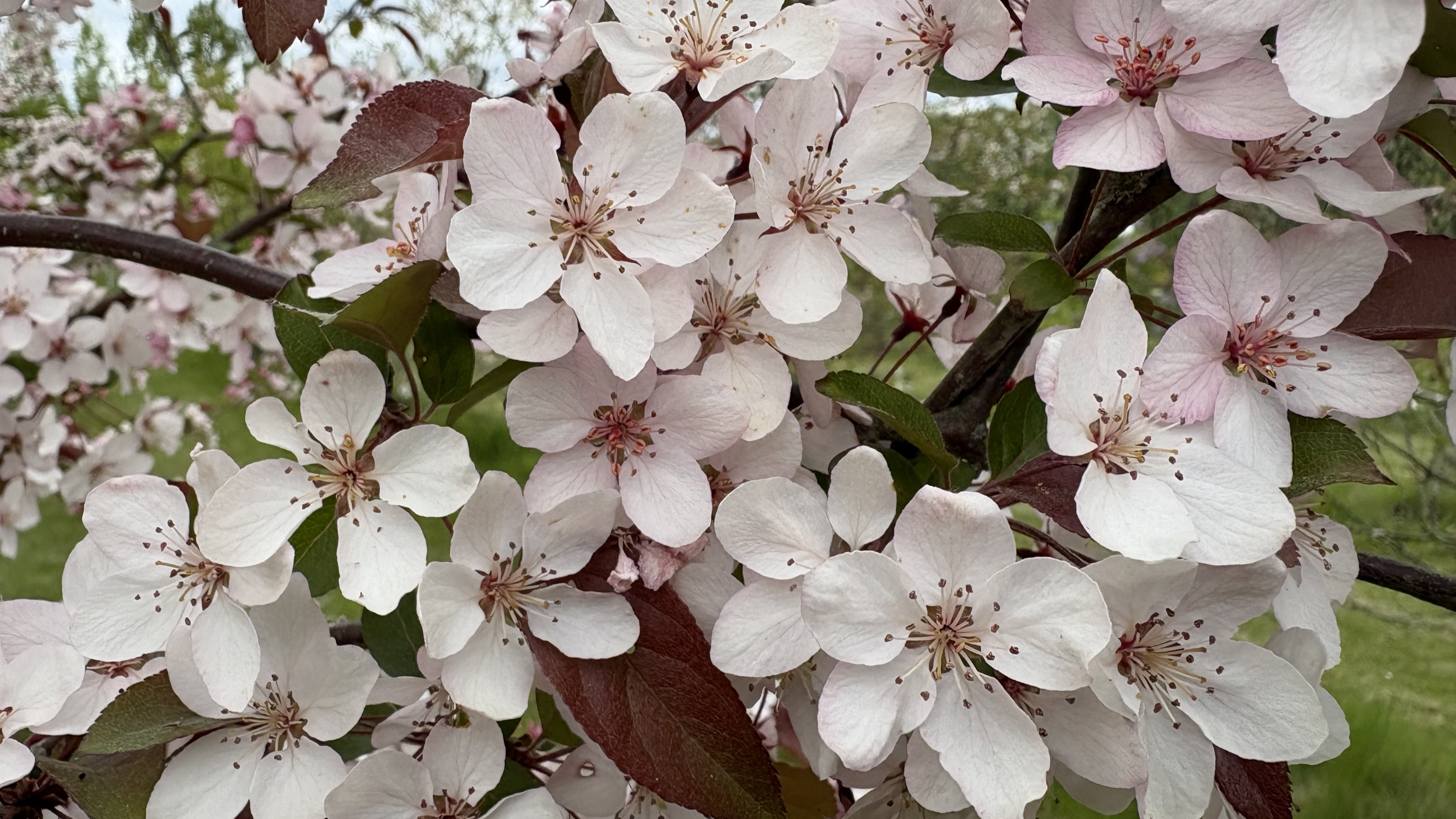Blommande prydnadsmalus. 