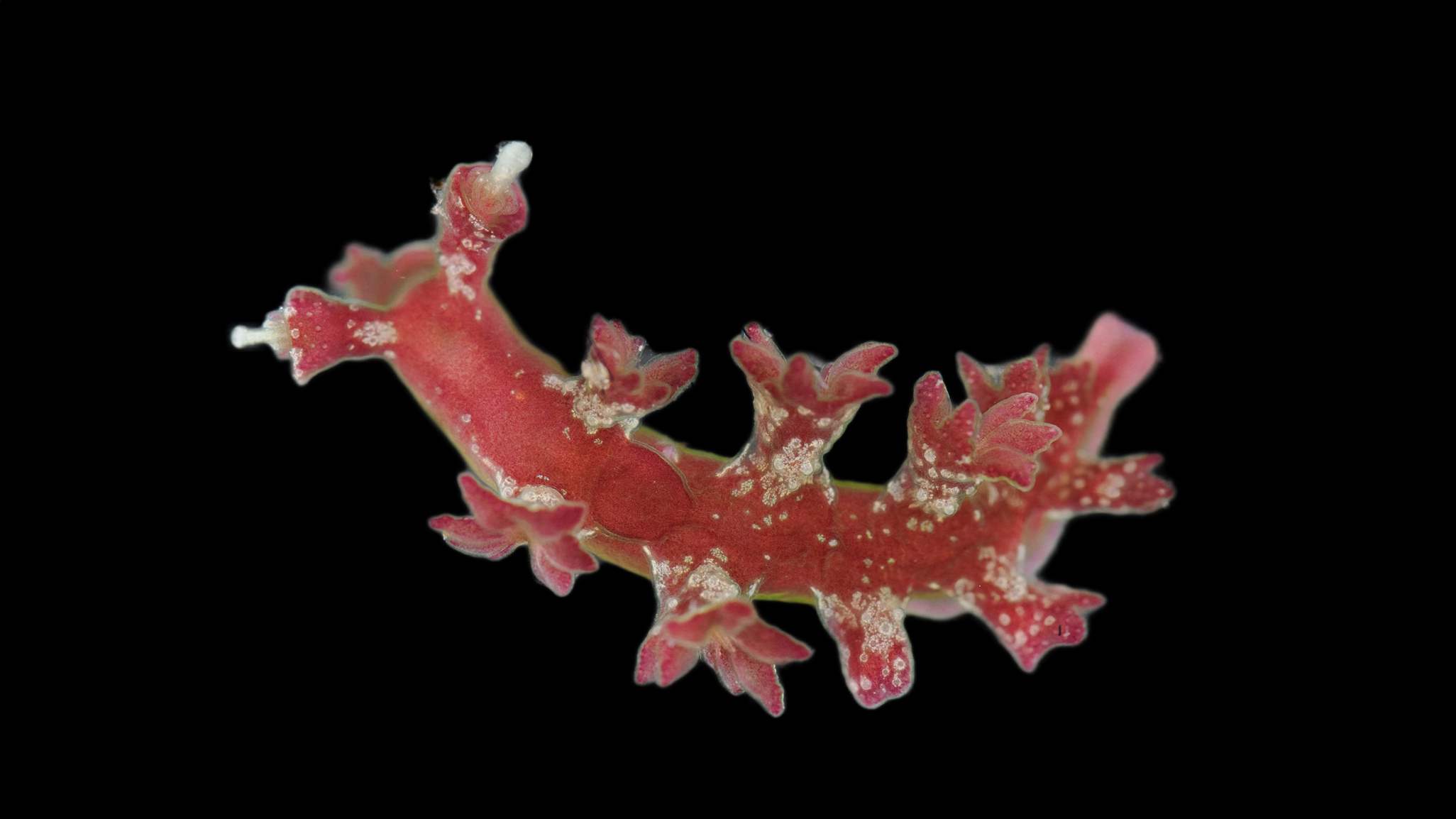 Röd figur mot svart bakgrund. Foto