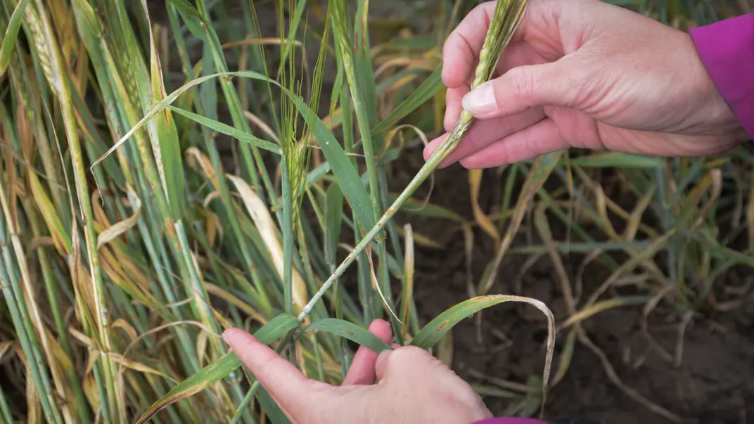 Hand holding a straw of grass with brown spots. Photo.