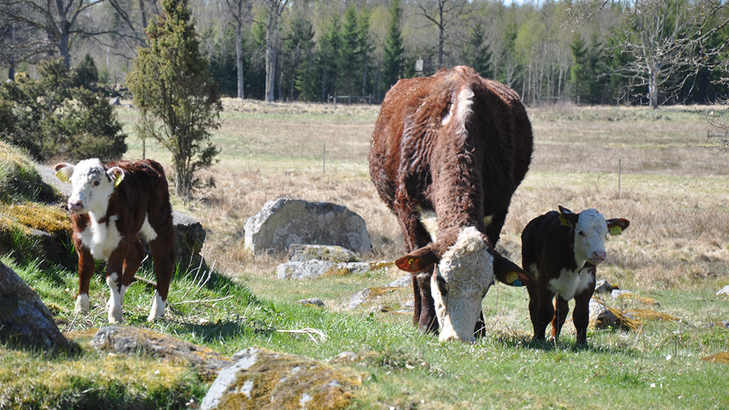 Nötkreatur på Götala