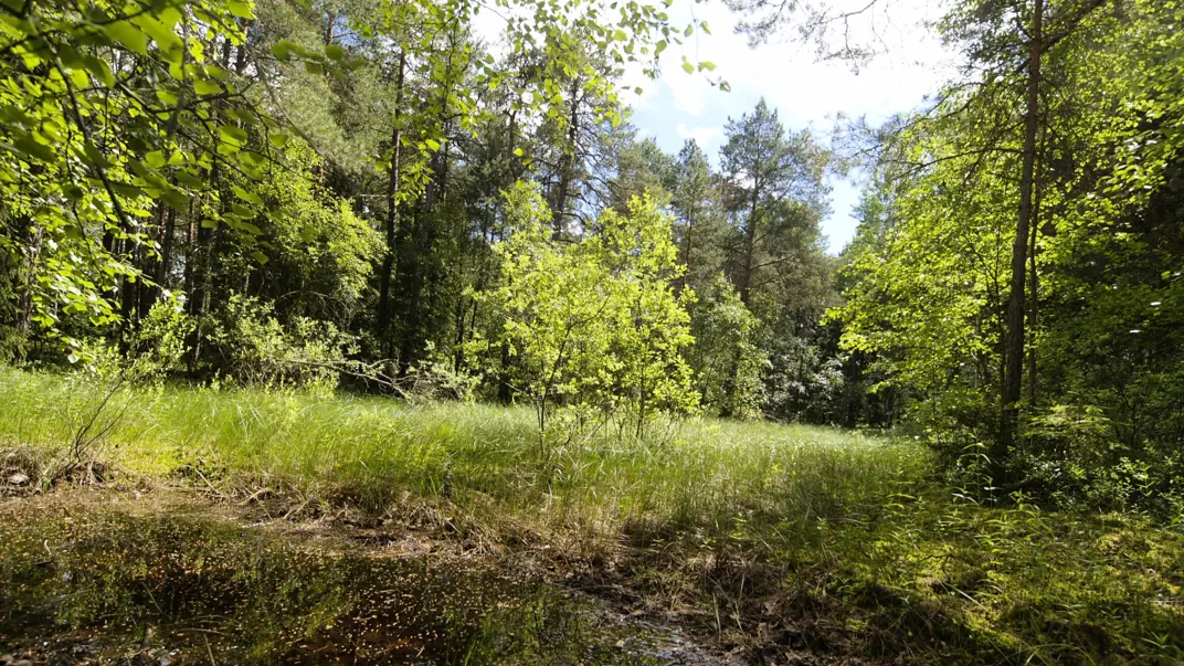 Photo of forest
