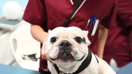 Foto av en trubbnosig hund hos veterinären.